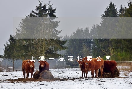 上海一法院拍卖公司