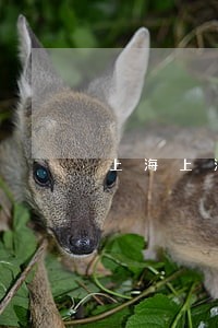 上海上海拆迁律师多少钱价格 上海上海拆迁律师多少钱价格