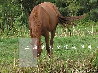 上海专业企业法律顾问律师