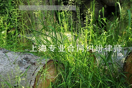 上海专业合同纠纷律师 上海专业合同纠纷律师