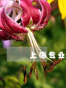 上海专业的法律咨询律师 上海专业的法律咨询律师