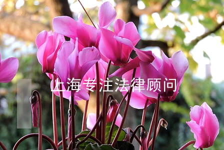 上海专注法律顾问 上海专注法律顾问