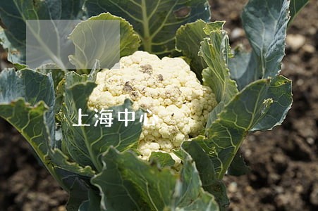 上海中心 上海中心