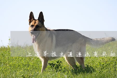上海举报交通违法有奖励吗