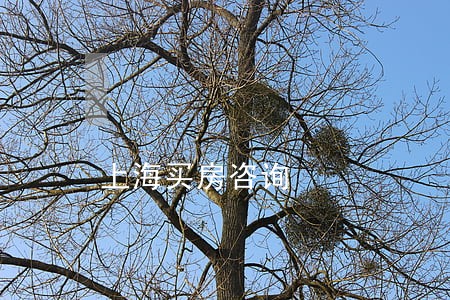 上海买房咨询 上海买房咨询