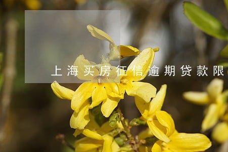 上海买房征信逾期贷款限制 上海买房征信逾期贷款限制
