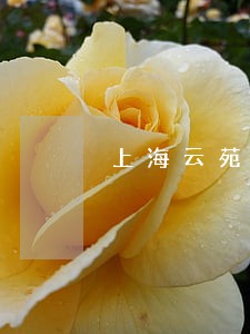 上海云苑酒店商场部法律风险查询