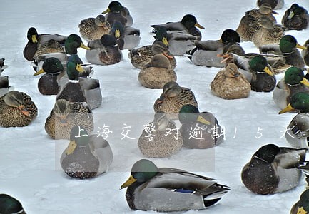 上海交警对逾期15天 上海交警对逾期15天