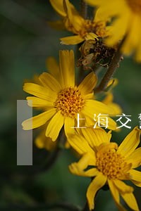 上海交警违法举报被对方知道吗 上海交警违法举报被对方知道吗