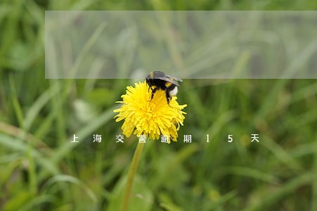 上海交警逾期15天 上海交警逾期15天