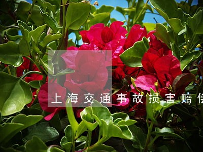 上海交通事故损害赔偿律师找谁 上海交通事故损害赔偿律师找谁