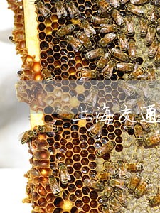 上海交通肇事律师收费 上海交通肇事律师收费
