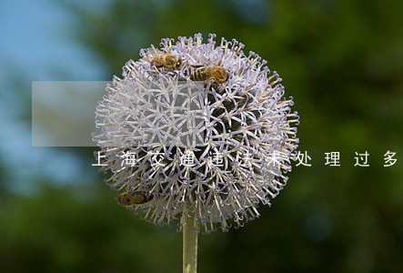 上海交通违法未处理过多少天