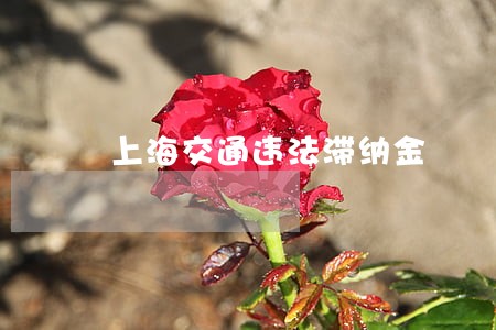 上海交通违法滞纳金 上海交通违法滞纳金