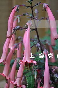上海交通银行信用卡逾期利息 上海交通银行信用卡逾期利息