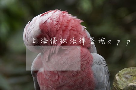 上海侵权法律咨询app 上海侵权法律咨询app