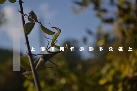 上海信用卡逾期多久会上门 上海信用卡逾期多久会上门