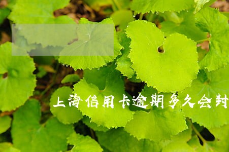 上海信用卡逾期多久会封卡 上海信用卡逾期多久会封卡