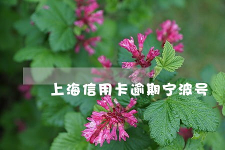 上海信用卡逾期宁波号 上海信用卡逾期宁波号
