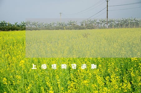 上海信用贷逾期 上海信用贷逾期
