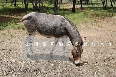 上海信用逾期0首付买车 上海信用逾期0首付买车