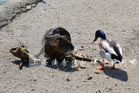 上海债务债权律师顾问哪个好 上海债务债权律师顾问哪个好