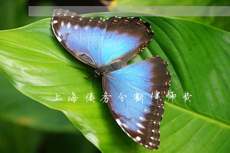上海债务分割律师费