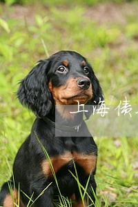 上海债务官司律师多少钱