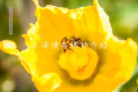 上海债务律师介绍 上海债务律师介绍