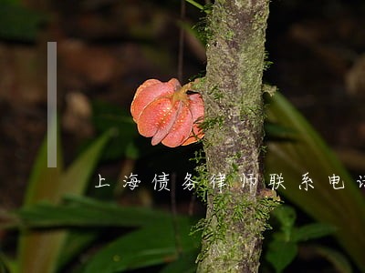 上海债务律师联系电话 上海债务律师联系电话