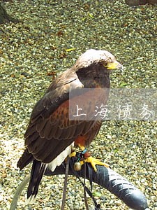 上海债务执行律师微信咨询 上海债务执行律师微信咨询