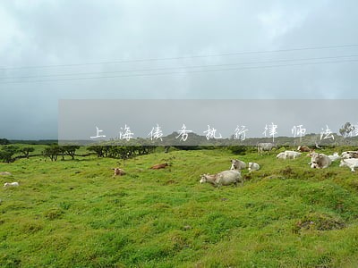 上海债务执行律师法律咨询 上海债务执行律师法律咨询