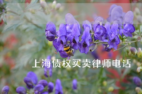 上海债权买卖律师电话 上海债权买卖律师电话