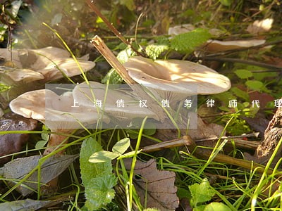 上海债权债务律师代理费