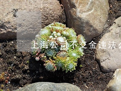 上海公司不交金违法么 上海公司不交金违法么