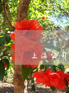上海公司经济债务律师服务 上海公司经济债务律师服务