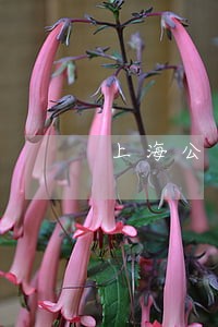上海公司设立律师预约电话 上海公司设立律师预约电话