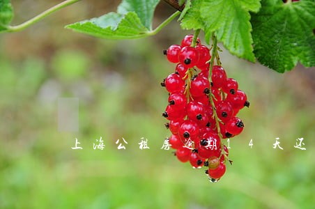 上海公租房逾期14天还能续签吗 上海公租房逾期14天还能续签吗