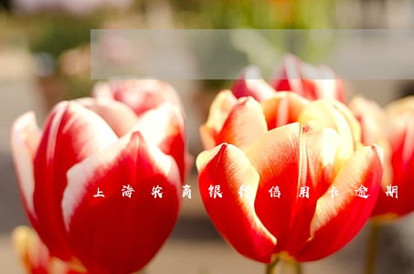 上海农商银行信用卡逾期更新 上海农商银行信用卡逾期更新