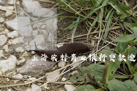 上海农村商业银行贷款逾期 上海农村商业银行贷款逾期