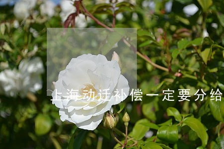 上海动迁补偿一定要分给同住人吗 上海动迁补偿一定要分给同住人吗