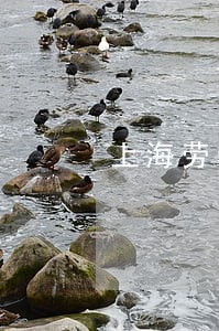 上海劳动仲裁法律顾问 上海劳动仲裁法律顾问