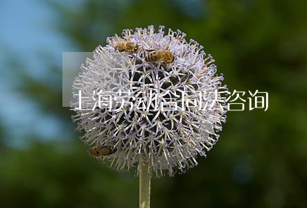 上海劳动合同法咨询 上海劳动合同法咨询
