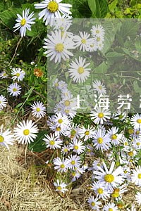上海劳动合同纠纷律师在线 上海劳动合同纠纷律师在线