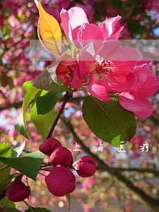 上海医疗美容纠纷律师哪个好 上海医疗美容纠纷律师哪个好