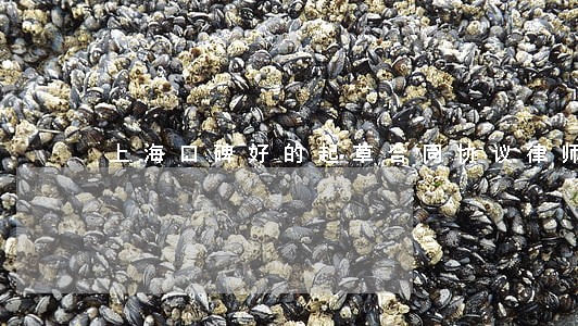 上海口碑好的起草合同协议律师 上海口碑好的起草合同协议律师