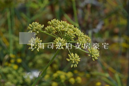 上海司法拍卖房豪宅 上海司法拍卖房豪宅