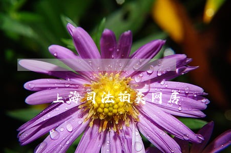 上海司法拍卖网房 上海司法拍卖网房