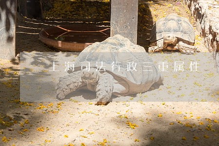 上海司法行政三重属性 上海司法行政三重属性