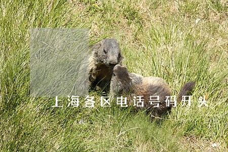 上海各区电话号码开头 上海各区电话号码开头